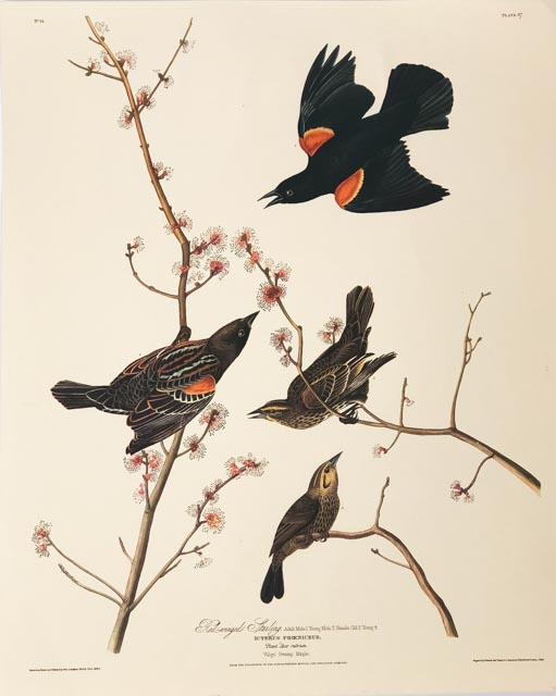 Red-Winged Starling
