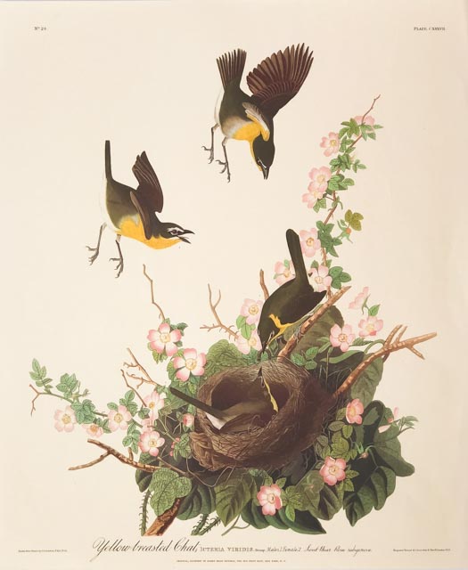 Yellow Breasted Chat